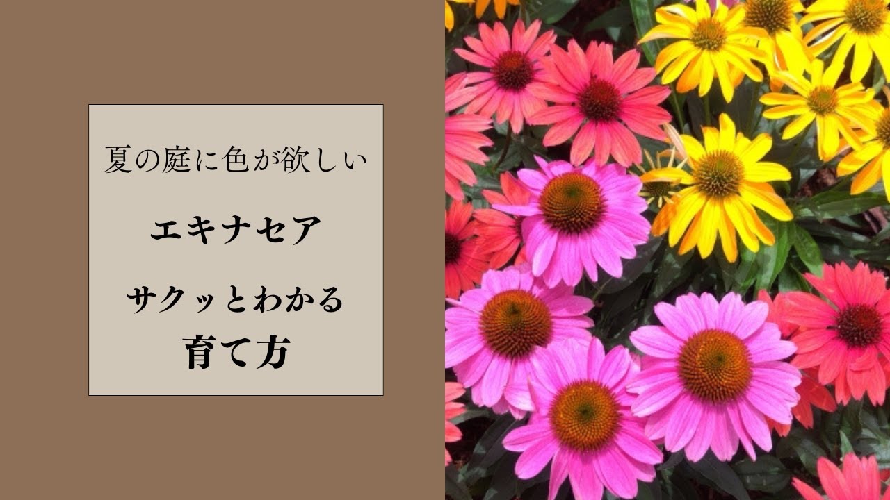 【エキナセアの育て方完全ガイド】置き場所、水やり、肥料のコツを徹底解説！