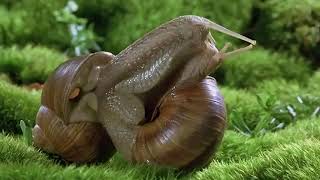 Funkier than a Mosquito&#39;s Tweeter - Nina Simone