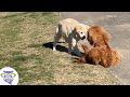 Perros, Gatos y más animales domésticos 1 Video thumbnail