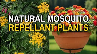 39 Powerful Plants That Keep Mosquitoes Away Naturally 🌿