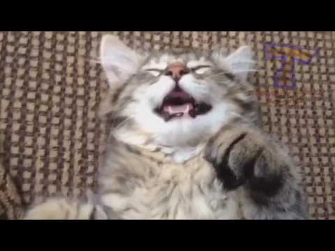 CATS will make you LAUGH YOUR HEAD OFF   Funny CAT compilation   YouTube