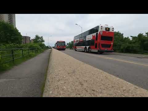 "Witness the Urban Stampede: Exploring the Bus Herd"