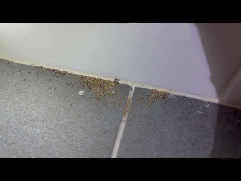 Ants Busting Through the Bathroom Tile in...