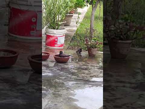 Birds enjoying taking bath