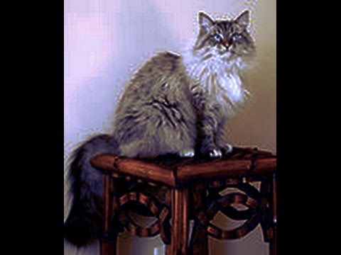 all about siberian forest cat - siberian cat information