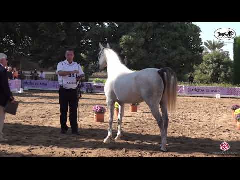 N 99 BASARA PE   AECCA Arabian Horse of Spanish Lines Show 2022   Mares 7+ Years Old Class 5