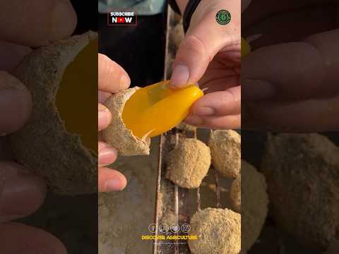 Egg Storage Technology