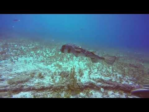 2022-12-11 Shore dive @ Papa Hog's (Cozumel) - large puffer fish