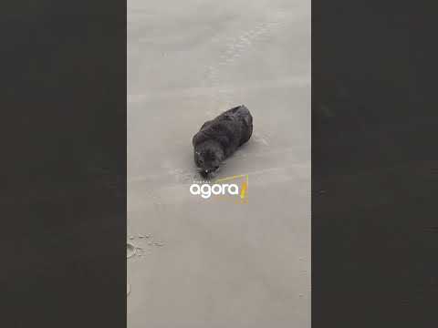 ⚠️ Filhote de lobo-marinho é encontrado debilitado em Balneário Arroio do Silva
