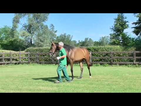 f.b. 15/03/18 da FREE EAGLE e Dindaba (Dr. Devious)