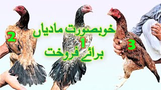 aseel murgi for sale  aseel hen  for sale  aseel m