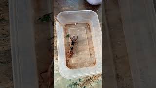 Download lagu adu jangkrik Brawijaya vs gunung balak mp3 Download lagu adu jangkrik Brawijaya vs gunung balak mp3