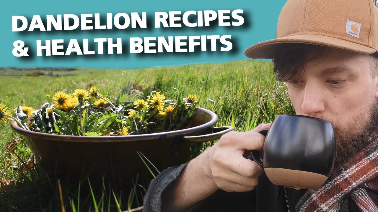 The Dandelion - A Medicinal Herb you should be Foraging!