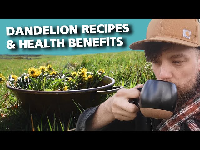 The Dandelion - A Medicinal Herb you should be Foraging!