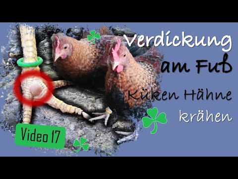 Hühner 17 🦶🐔 Henne hat Verdickung am Fuß 🐥🐤🐤🐓 Küken Hähne krähen schon 📝 aktueller Stand & Zukunft