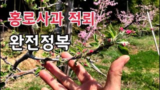 홍로사과 적뢰 / 액화 따는 최고방법 / 액화 정화 몰라도 가능 / 4가지 유형별로 자세히 설명