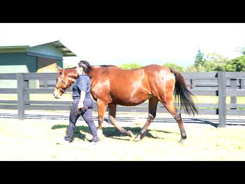 Redeeming Lass- 2021 Gold Coast National Broodmare Sale