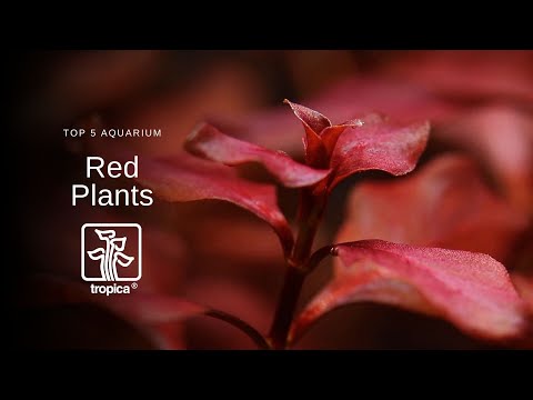 Top 5 Red Aquarium Plants