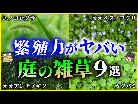 司教の雑草 植物