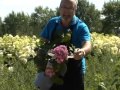 les hortensias hydrangées