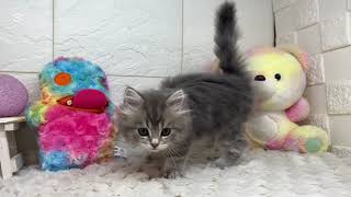 スコティッシュストレートの動画01