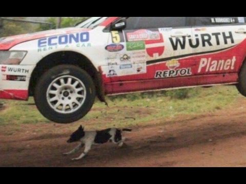 Rally Codasur - Perro afortunado - Lucky dog