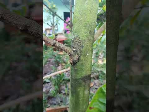 mai nu và mai cột điện - cách tạo tay cành trên mai trụ điện - Tặng bo ghép mai nu