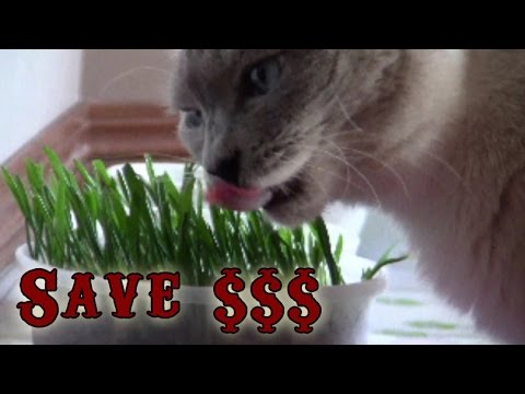 How to Grow Cat Grass from Wheat and Oat Feed – Easy and Cheap - Time lapse