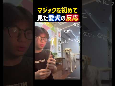 マジック手品を初めて見た愛犬の反応。 #手品 #犬 #面白い #ラブラドールレトリバー #マジック #dog #shorts