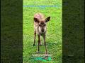 🦌Axis Deer Serene Life😍 #youtube #axisdeer #deer #cuteanimals #shorts