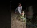 That’s a big ￼one #snake#youtubeshorts#florida#wildlife
