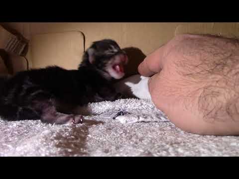 Is My Kitten Hissing or Panting? Mystery Solved!
