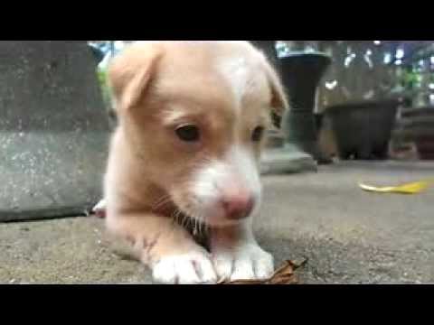 funny dog of my රෝස නහයා