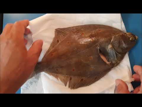 Tolle Scholle  (filetieren mit Franz Stolz)