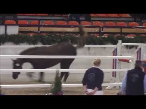 Körungsimpressionen Pferdestammbuch SH/HH Petit Magic Moment