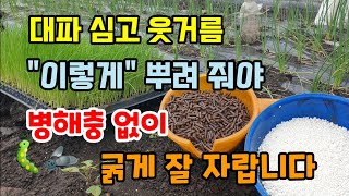 대파 웃거름 이것 이렇게 뿌려주면 벌레 없이 굵고 단단하게 자랍니다 대파키우기 님케이크