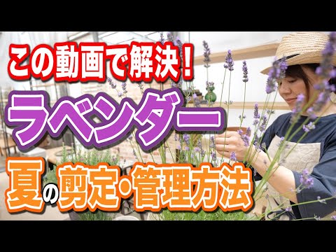 冬の終わりにラベンダーの剪定をすべきですか?簡単なメンテナンスのヒントに従ってください。  庭園