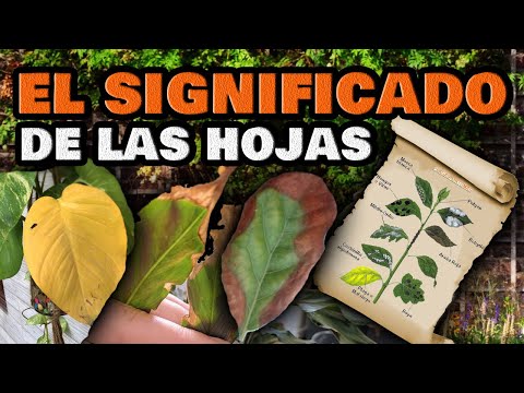 , title : 'Plantas ENFERMAS y Cómo CURARLAS 🍂 Hojas amarillas, se enrollan o se arrugan | Enfermedades y Plagas'