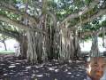 The Banyan Tree Solution - JOHN LOCKE IS ...