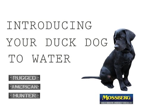 How To Introduce A Duck Dog To Water: Training A Retriever To Be A Hunting Dog
