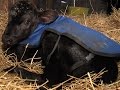 Indiana Farmer Uses Hot Tub To Save Baby Cow
