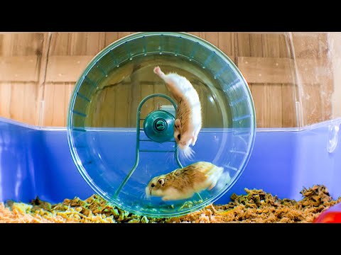 Russian Hamster Vs. Hamster Wheel! | Pets: Wild At Heart | BBC Earth