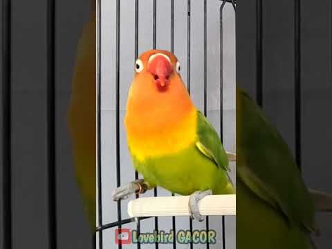 Lovebird Singing and Chirping Sounds, My Smart Parrot, Beautiful Birds #lovebird #birds #parrot