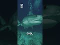 Shark scares camera man! 😳🦈  -  🎥 shfxaan