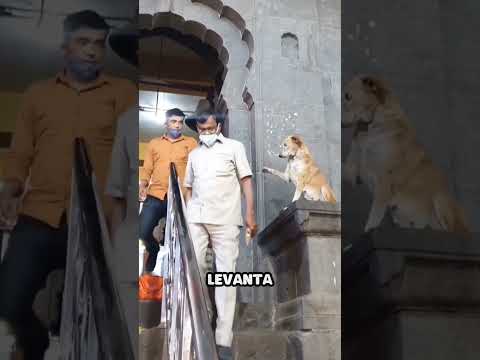 Perro da la bendición en templo de la India 🐶​