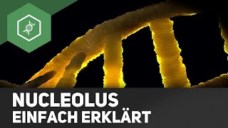 Nucleolus - einfach erklärt