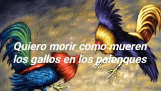 Gallo de pelea (TIGRES DEL NORTE )