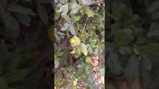 אלון מצוי Quercus calliprinos