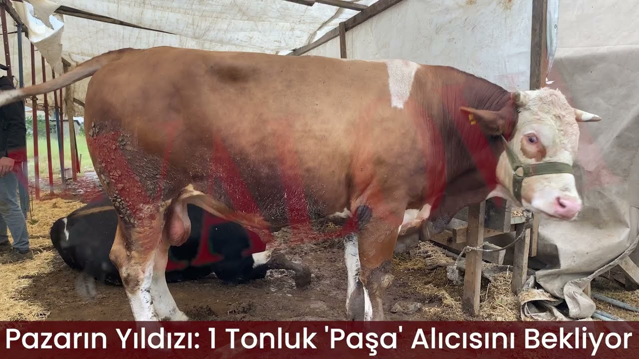 Pazarın Yıldızı: 1 Tonluk 'Paşa' Alıcısını Bekliyor