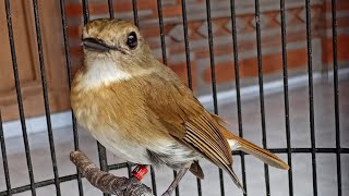 Download lagu Sikatan Rimba Dada Coklat Bali Full GACOR | Suara MASTERAN Pancingan AMPUH Untuk SRDC Dan Tledekan mp3